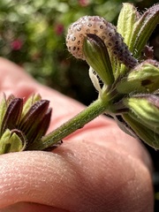 Pyrausta inornatalis
