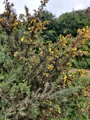 Ulex europaeus