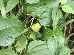 Passiflora vesicaria