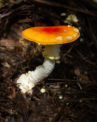 Amanita muscaria flavivolvata