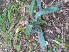Agave mapisaga