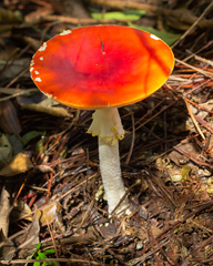 Amanita muscaria flavivolvata