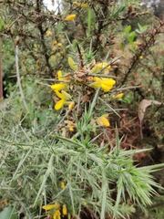 Ulex europaeus