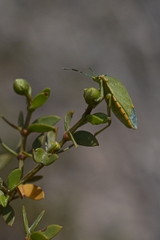Pentatomidae