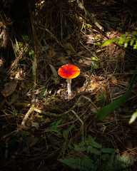 Amanita muscaria flavivolvata