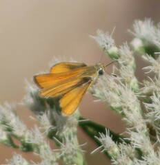 Copaeodes aurantiaca