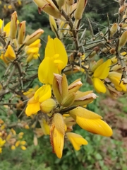 Ulex europaeus