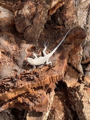 Urosaurus nigricauda