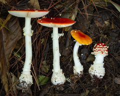 Amanita muscaria flavivolvata