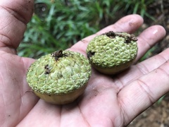 Lithocarpus konishii