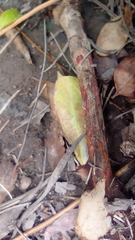 Podaxis pistillaris