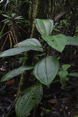 Miconia crenata