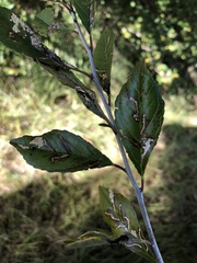 Ilex decidua