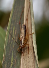 Conocephalus japonicus