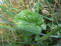 Barbarea vulgaris