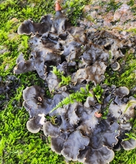 Peltigera horizontalis