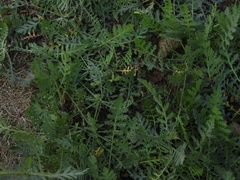 Achillea filipendulina