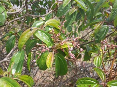 Miconia