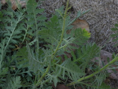 Achillea filipendulina