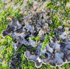 Peltigera horizontalis