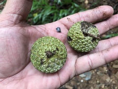 Lithocarpus konishii