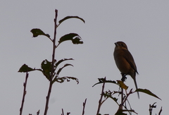 Lanius bucephalus