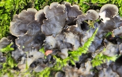 Peltigera horizontalis