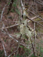 Lobaria pulmonaria