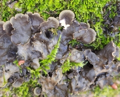 Peltigera horizontalis