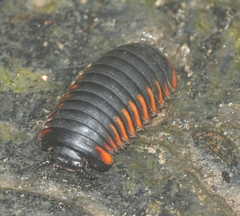 Zephroniidae