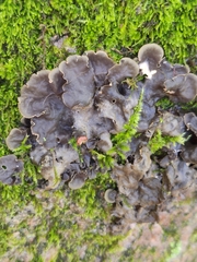 Peltigera horizontalis