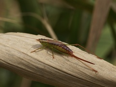 Conocephalus japonicus