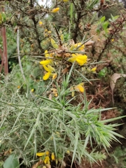 Ulex europaeus
