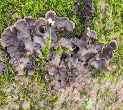 Peltigera horizontalis