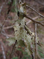 Lobaria pulmonaria