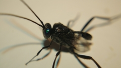 Evania appendigaster