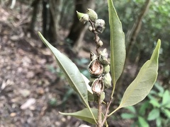 Castanopsis carlesii