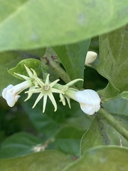 Jasminum sambac