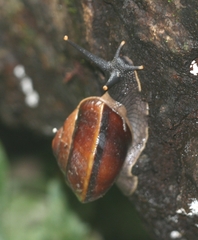 Helicoidea