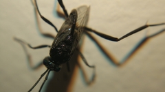 Evania appendigaster