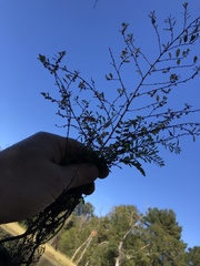 Phyllanthus caroliniensis