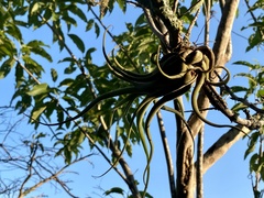 Tillandsia caput-medusae