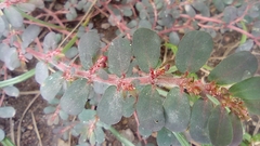 Euphorbia mendezii