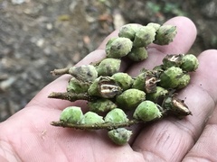 Castanopsis carlesii