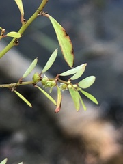 Phyllanthus caroliniensis