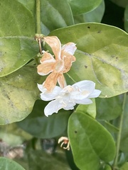 Jasminum sambac