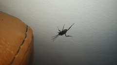 Evania appendigaster