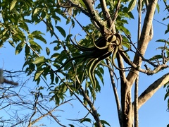 Tillandsia caput-medusae