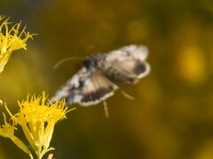 Autographa