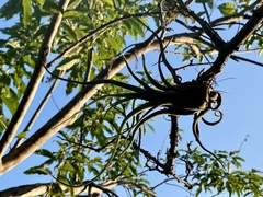Tillandsia caput-medusae